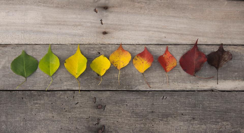 Autumn Fall