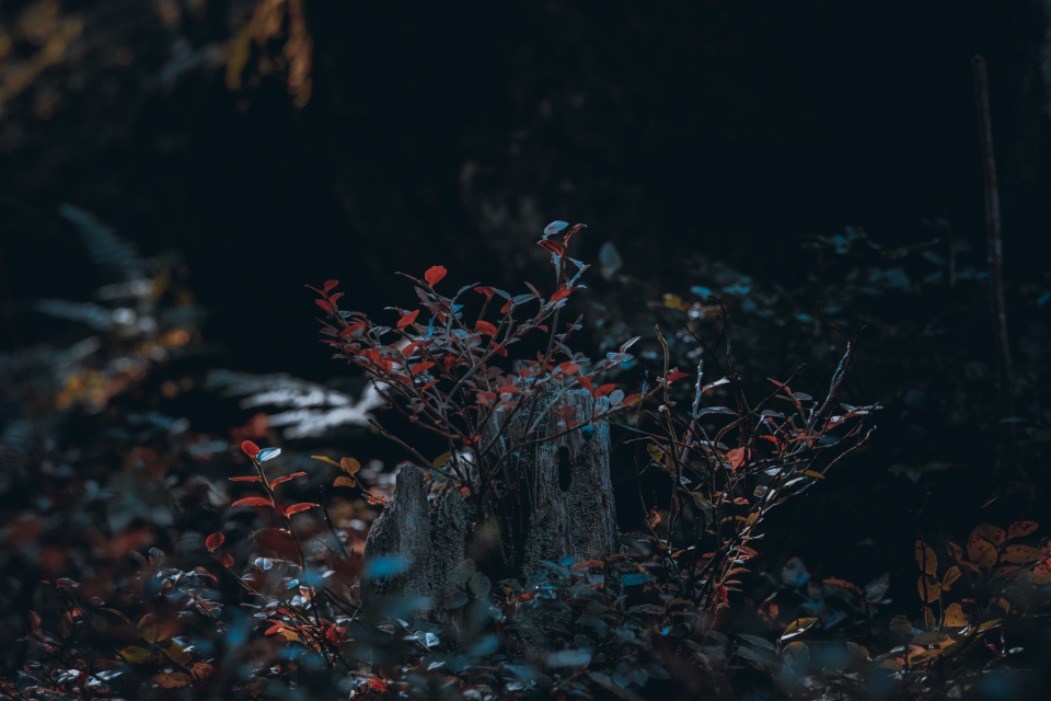 Autumn Fall