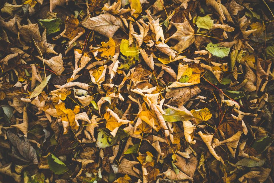 Autumn Fall