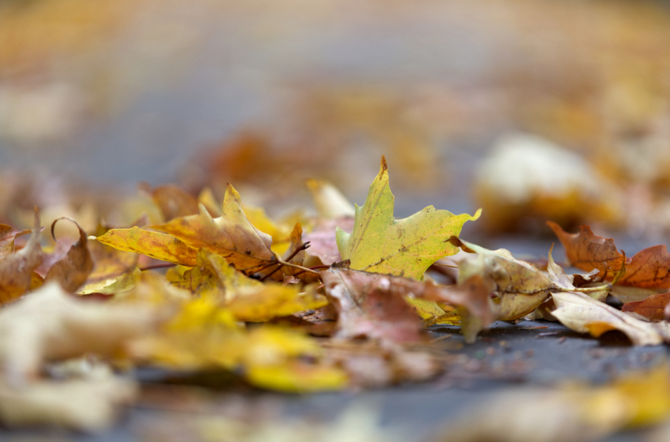Autumn Fall