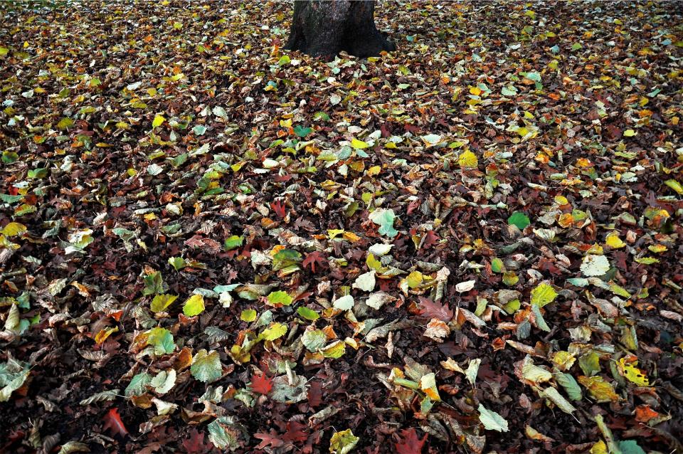 Autumn Fall