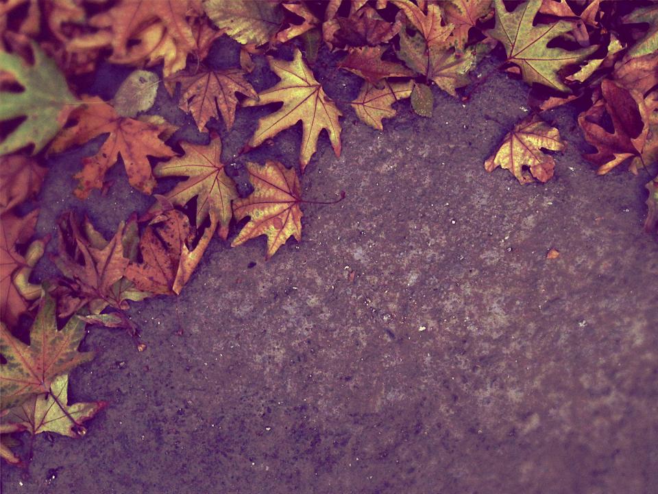 Autumn Fall