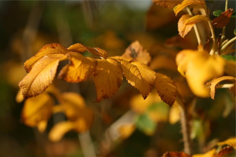 Autumn Fall