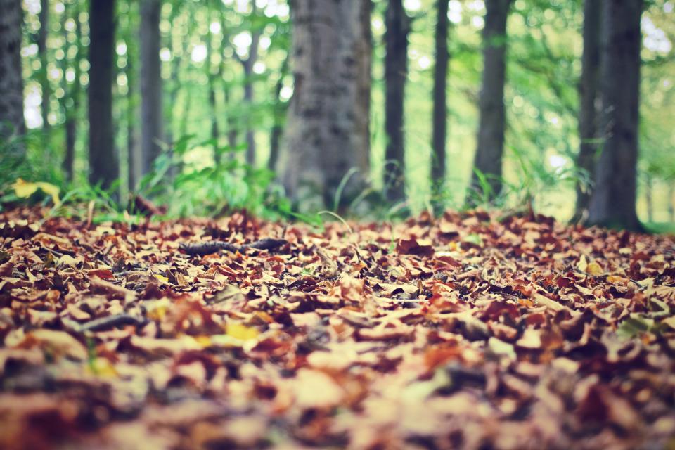 Autumn Fall