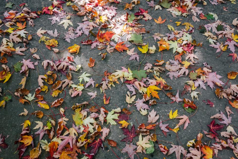 Autumn Fall
