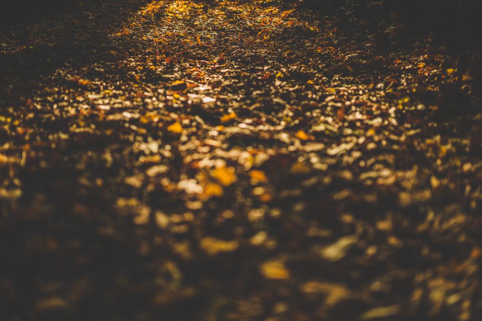 Autumn Fall