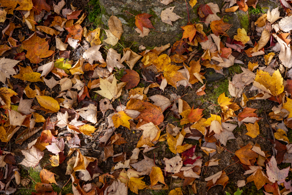 Autumn Fall