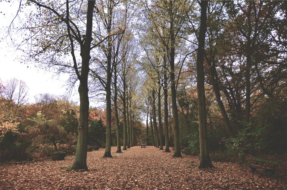 Autumn Fall