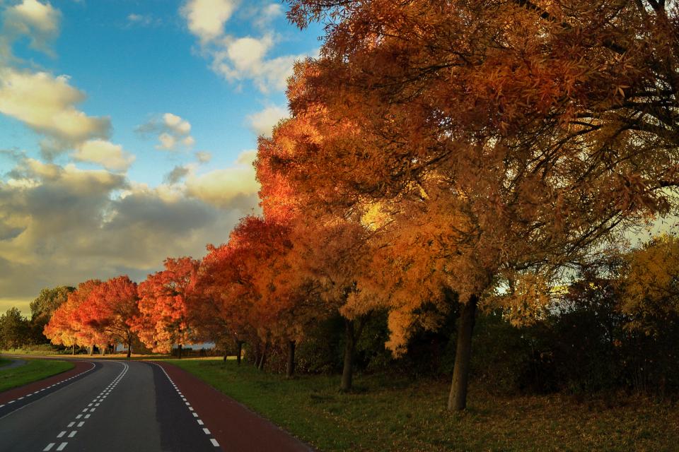 Autumn Fall