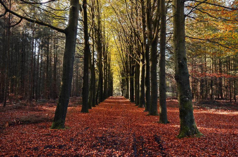 Autumn Fall