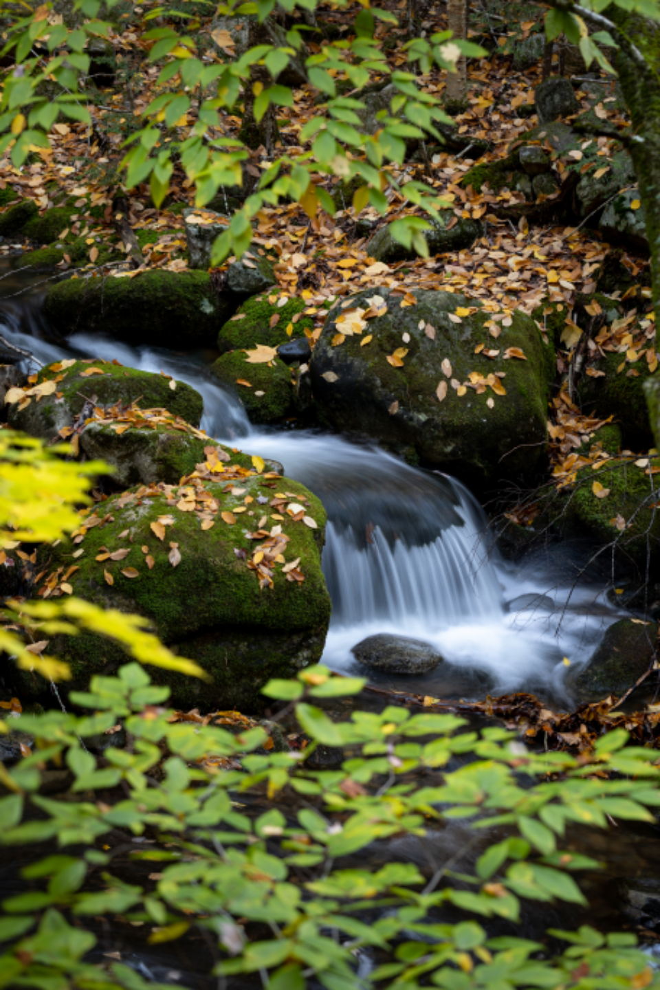 Autumn Fall