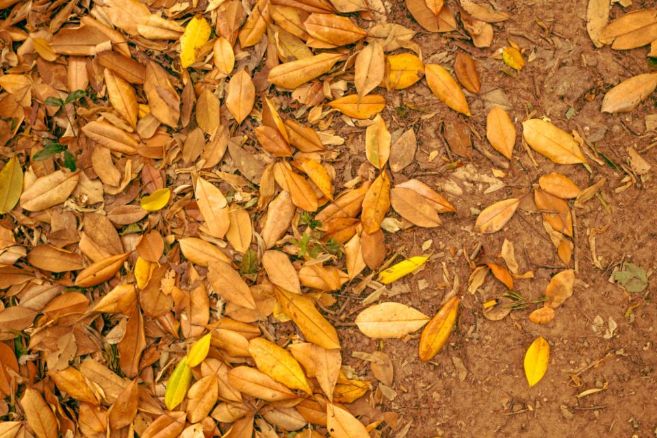 Autumn Fall