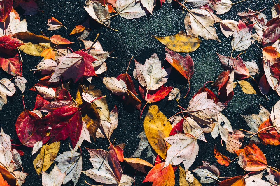 Autumn Fall