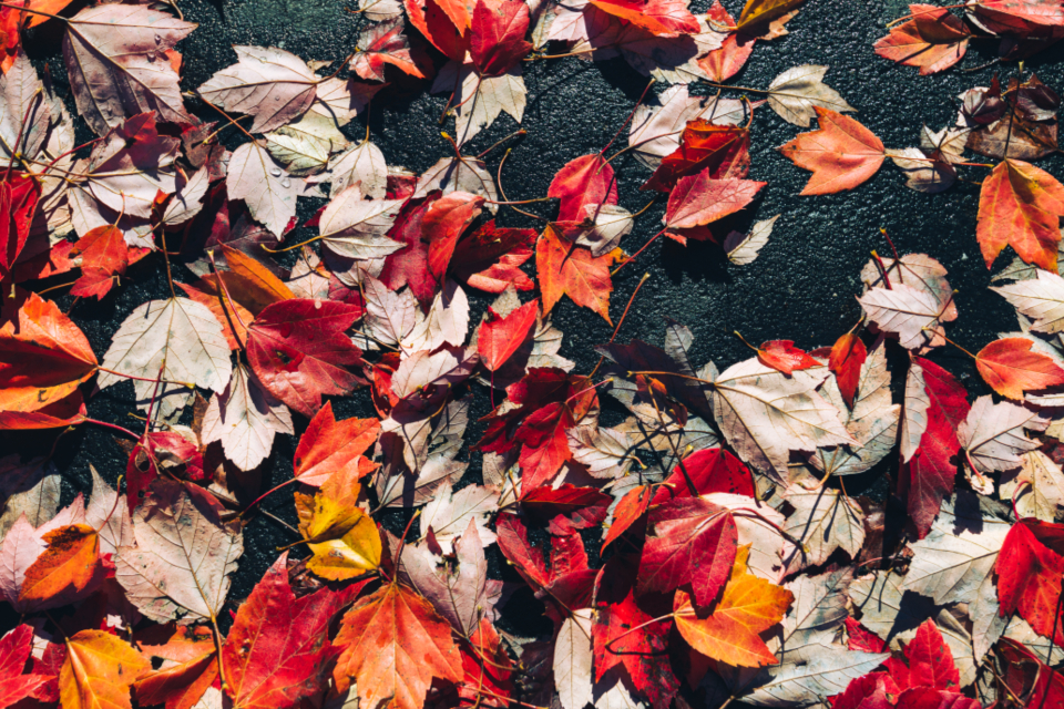 Autumn Fall