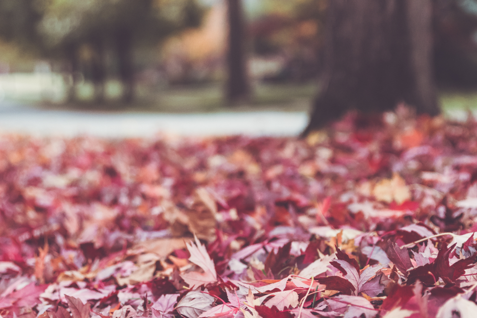 Autumn Fall
