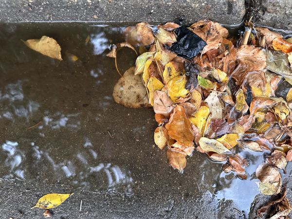 Autumn Falling