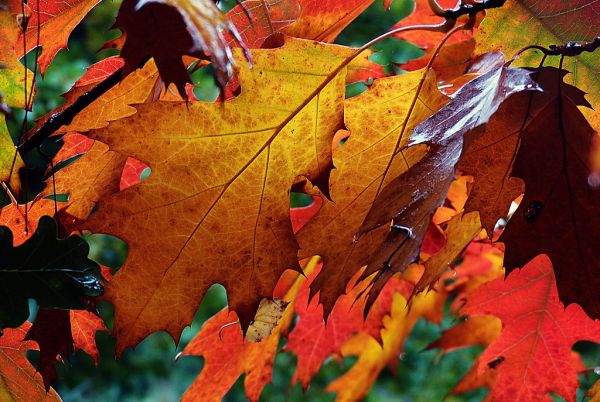 Autumn Hues.