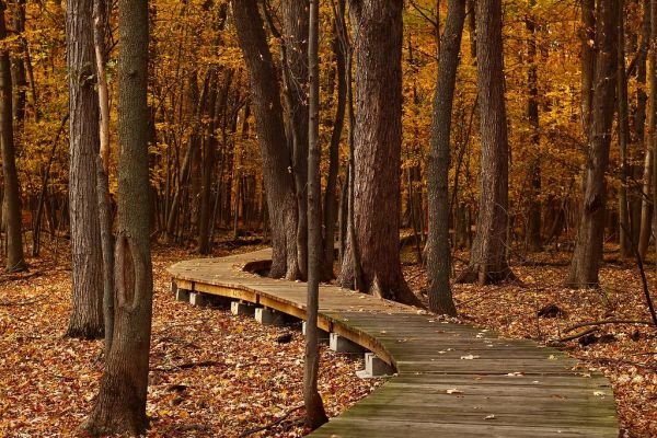 Autumn leaf, Quebec