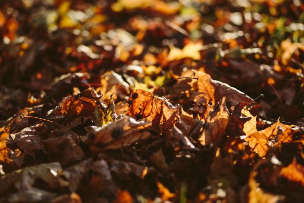 Autumn leaves