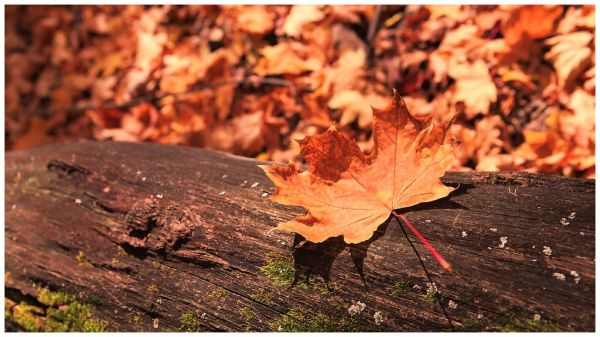 autumn scene