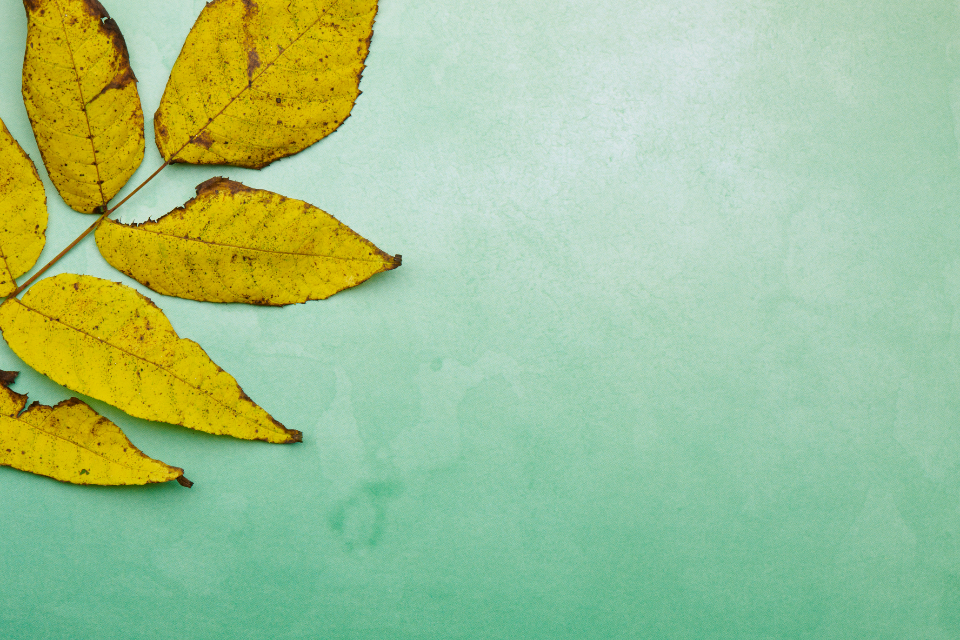 Background Leaves