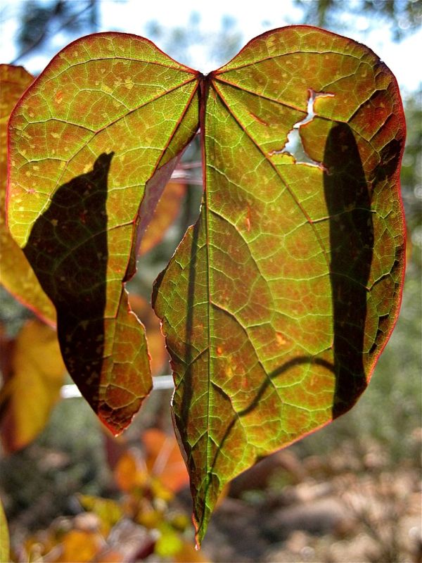 Backlit Autumn Leaves