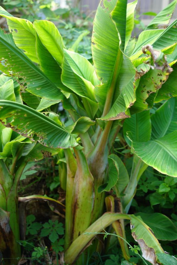 Banana (Musa sp.): Bunchy top, caused by Banana bunchy top virus (BBTV)