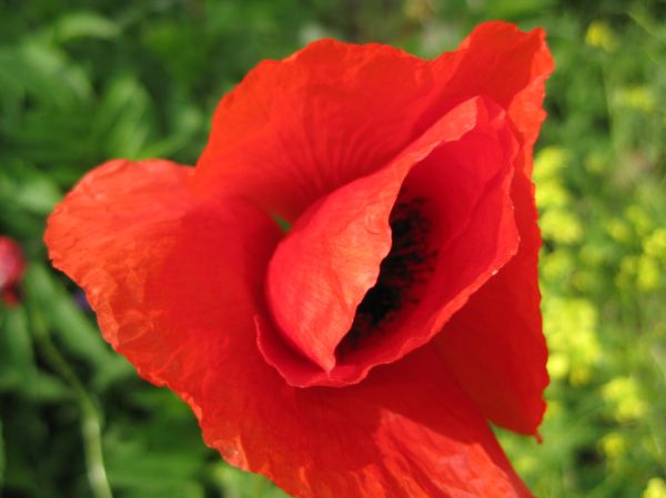 Barely opened poppy petals