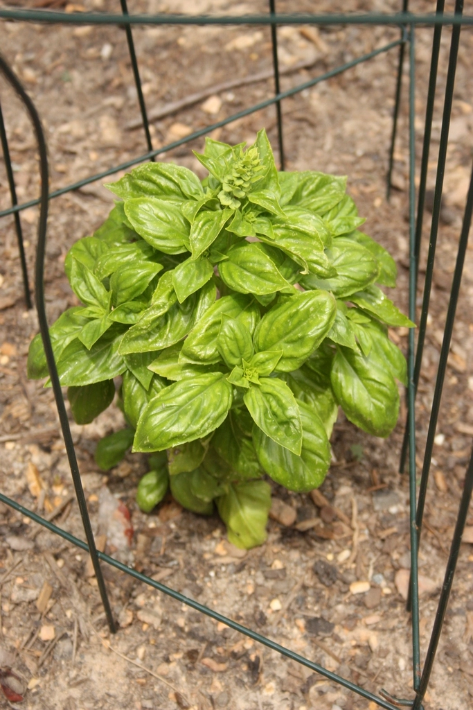 Basil Garden Plant