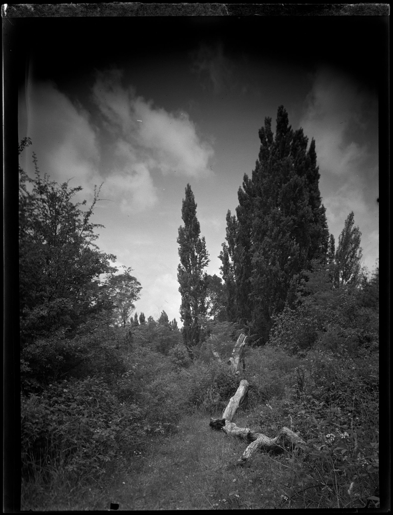 Bay Plenty landscape scenery J
