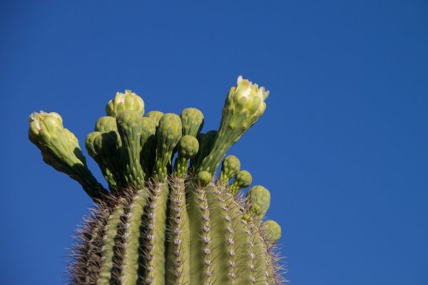 Bbudding Cactus Top
