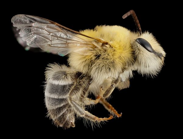 Bearded Bee
