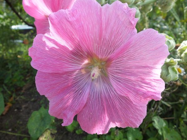 Beautiful flower