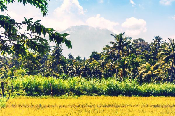 Beautiful green landscape of mount volcano Agung on Bali island.