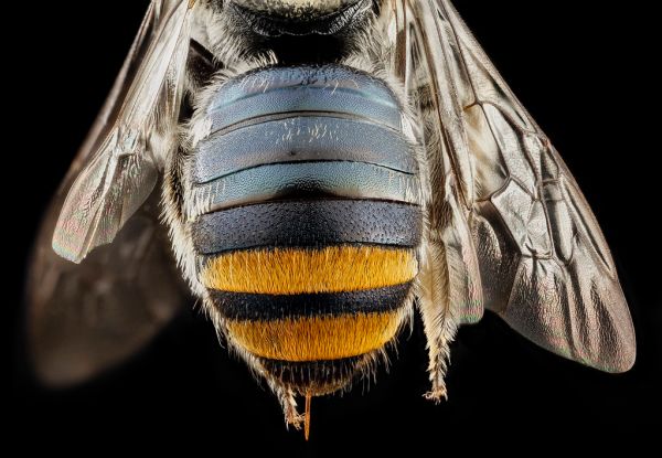 Bee Butts