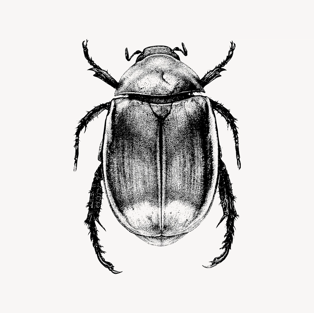 Beetle clipart, drawing illustration vector