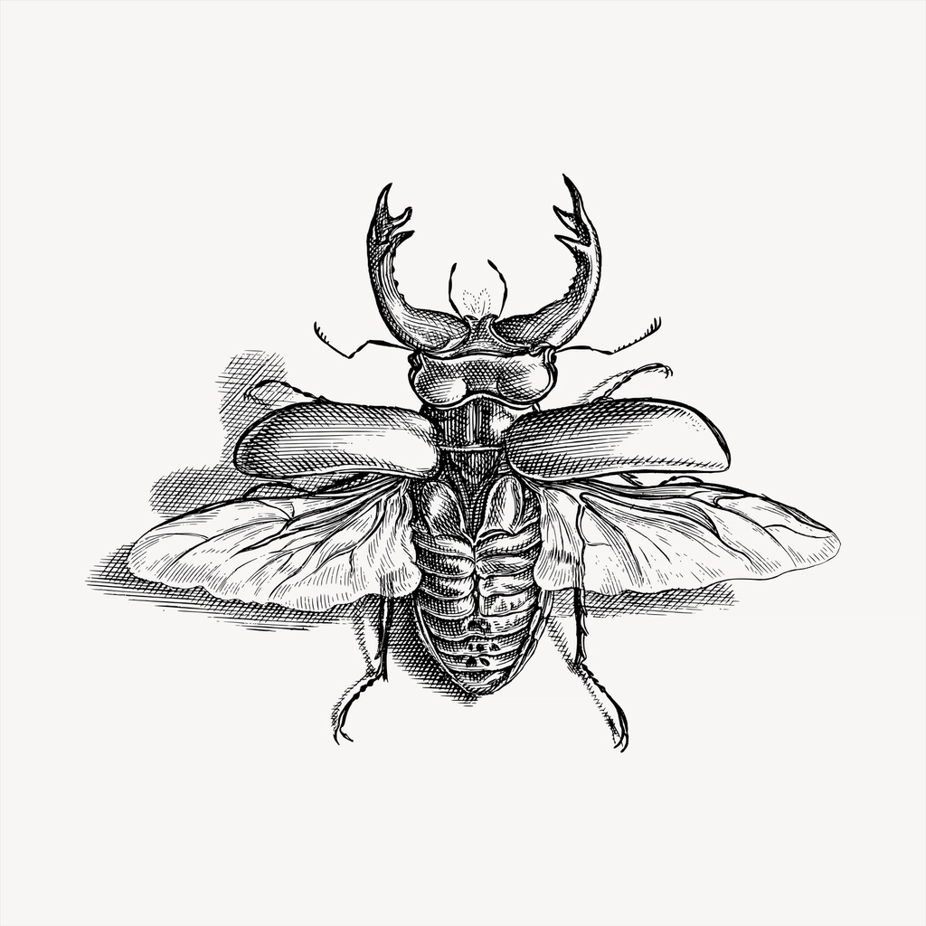 Beetle clipart, vintage hand drawn