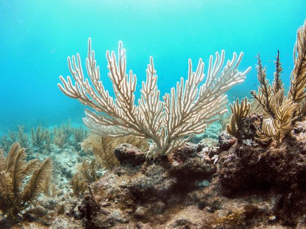 Bent Sea Rod Bleaching