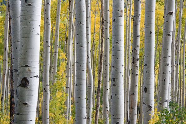 Birch Trees Background Texture