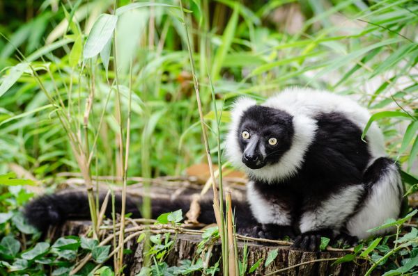 Black-and-white Ruffed Lemur