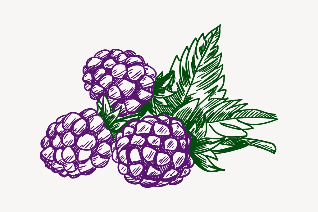 Blackberry clipart, drawing illustration vector