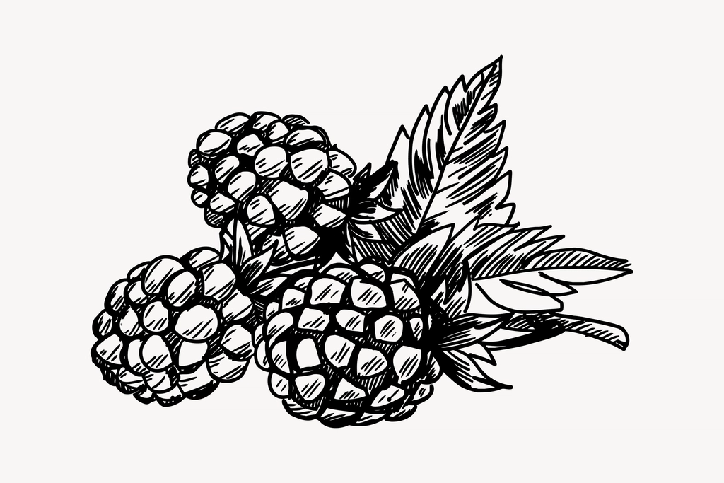 Blackberry clipart, drawing illustration vector