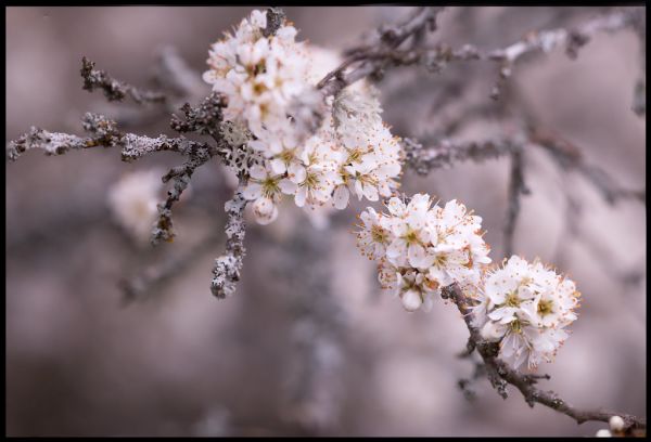 Blackthorn flowers