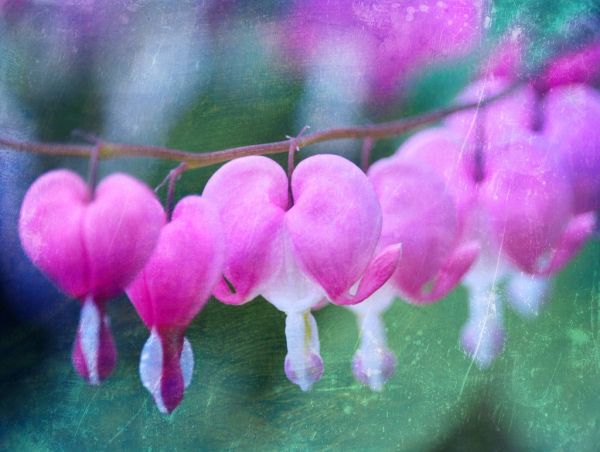 Bleeding Heart
