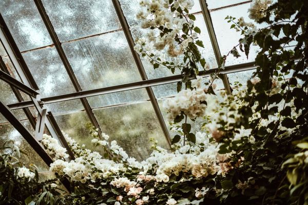 Blossoms in House