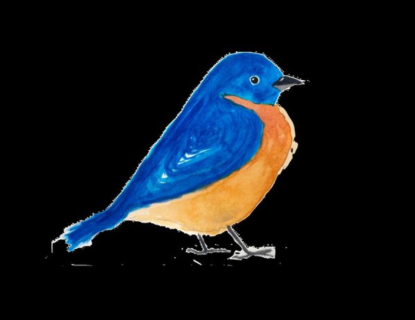 Bluebird Watercolor