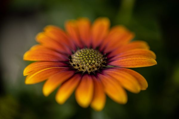 blumen gehen immer