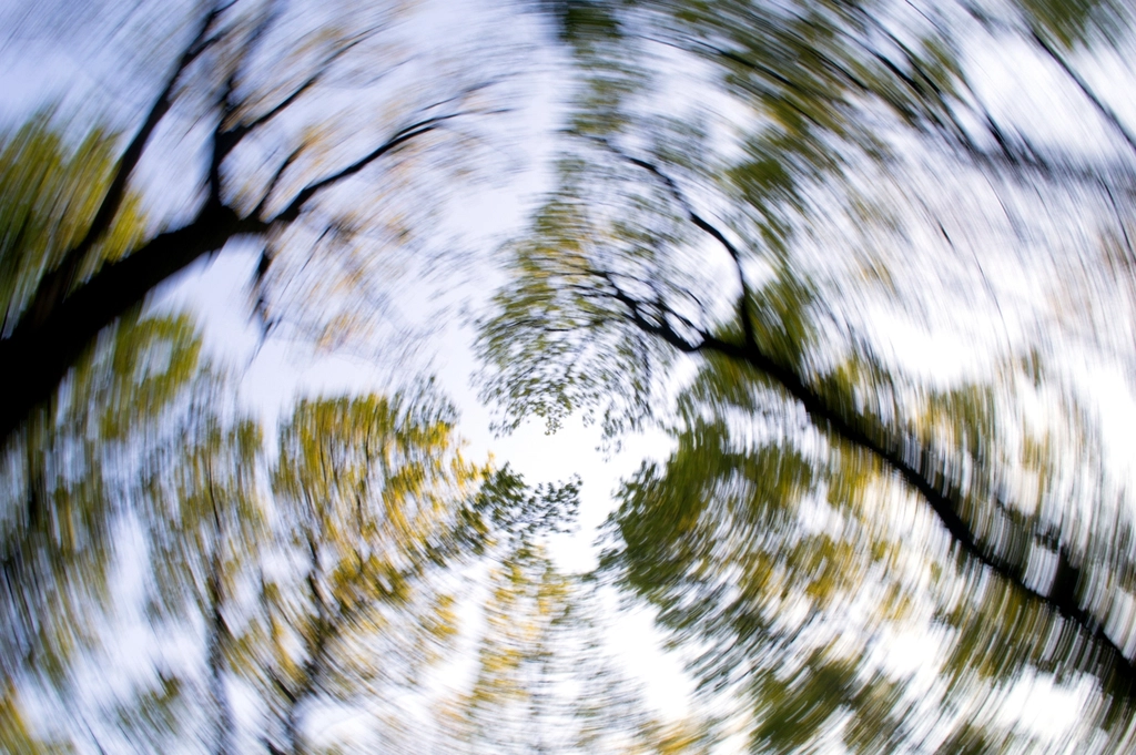 Blurred forest tree sky
