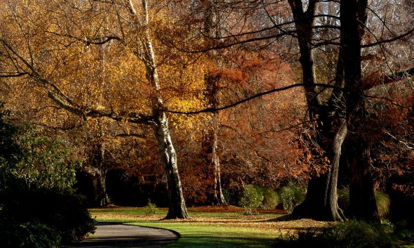Botanical Gardens. Christchurch NZ