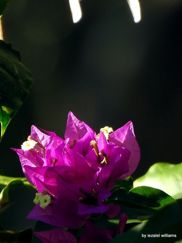 Bougainvillea by iezale williams DSCN0603-003